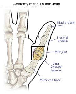 Thumb Joint Anatomy - Anatomy Reading Source