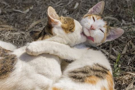 Two cats kissing stock image. Image of laying, easy, furry - 34381583