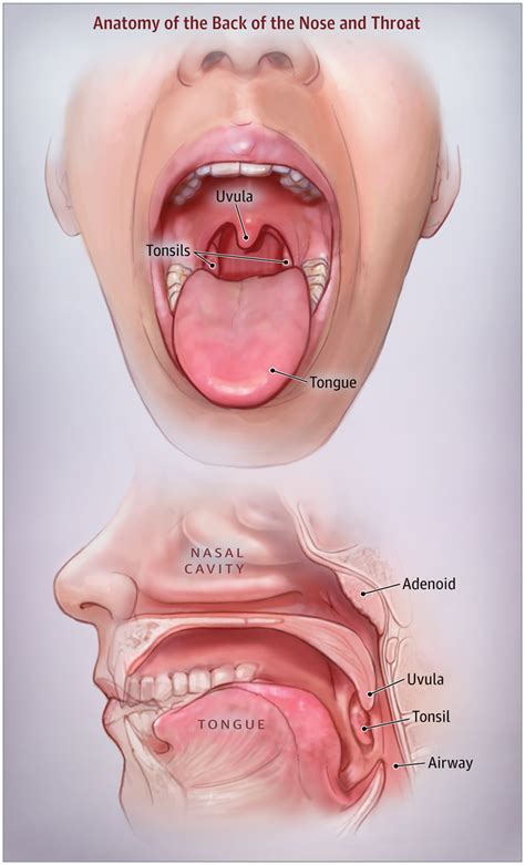 Tonsillectomy and Adenoidectomy in Children | Medical anatomy, Medical ...