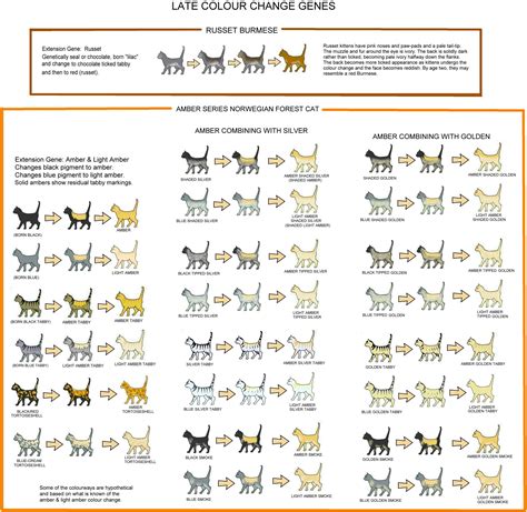 AMBER AND RUSSET - LATE COLOUR CHANGE GENES | Cat colors, Genetics, Cats