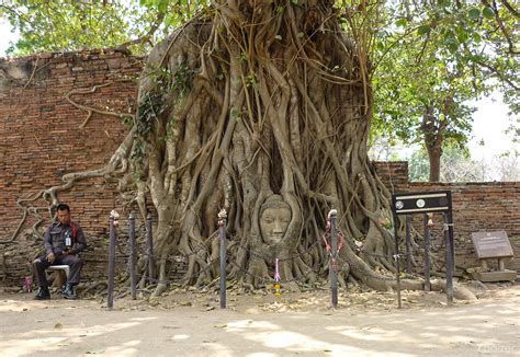 Buddha Head in Tree Roots, Wat Mahathat, Ayutthaya