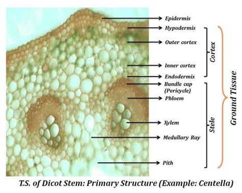 Dicot Stem Under Microscope: Plant Anatomy PPT | easybiologyclass