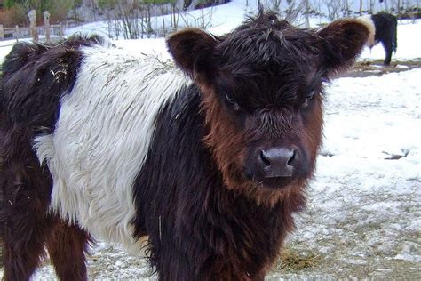 Belted Galloway baby, Newfane, VT | Miniature cow breeds, Farm animals ...