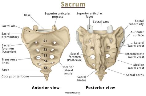 Sacral Bone Anatomy