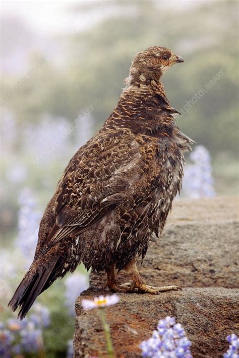 Blue Grouse - Stock Image - C006/6034 - Science Photo Library