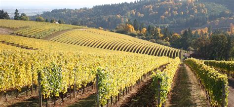 Oregon Wine Tours Sea to Summit Tours & Adventures