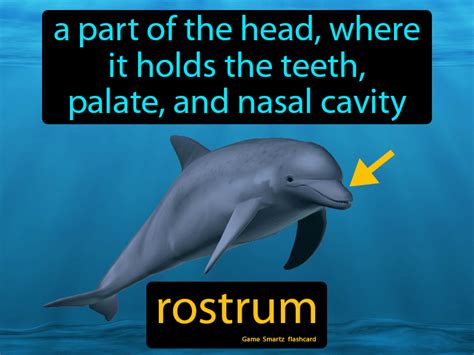 Rostrum Definition & Image | GameSmartz