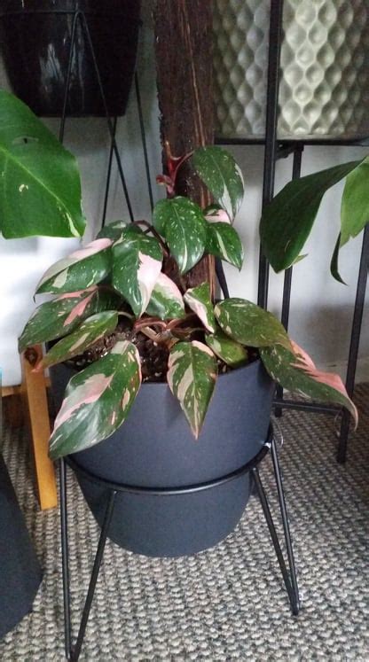 7 Proven Philodendron Pink Princess Care Tips - Tropical Treasures Taranaki