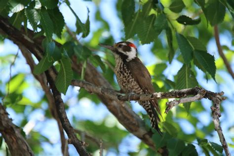 Arizona Woodpecker | Great Bird Pics