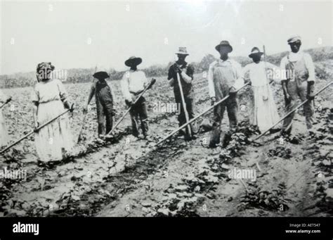 Cotton Plantations Slavery