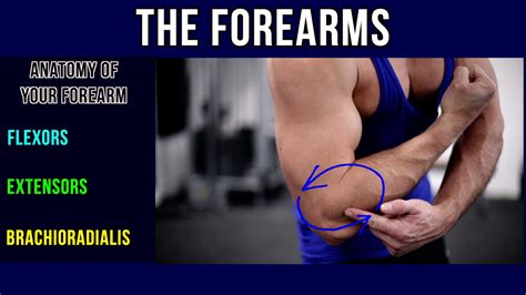 forearm flexors exercises > OFF-58%