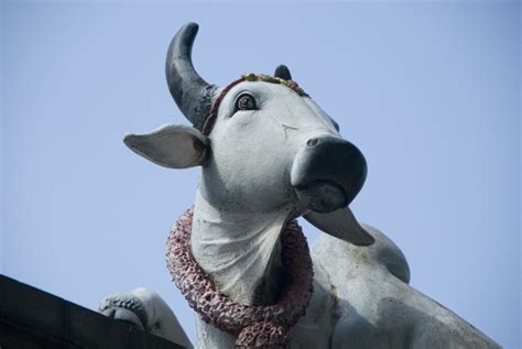 The Symbolism of A Holy Cow "Nandini" - Taman Safari Bali