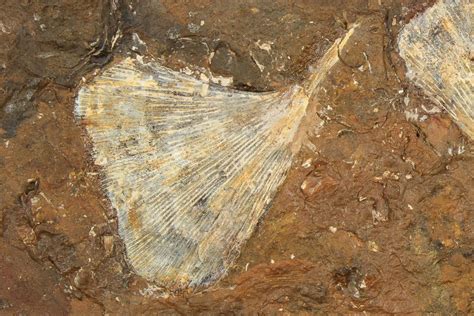 Three Fossil Ginkgo Leaves From North Dakota - Paleocene (#188720) For ...