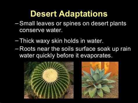 Desert Adaptations–Small leaves or spines on desert plantsconserve ...