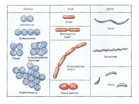 Bacterial Morphology