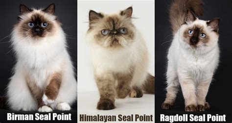 Seal Point Himalayan Siamese Mix