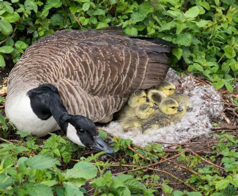 Canadian Goose Nesting stock image. Image of young, chicks - 72056321