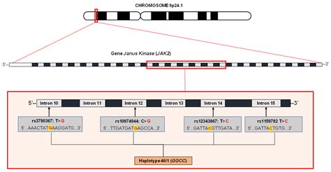 Biomolecules | Free Full-Text | JAK2 Variant Signaling: Genetic ...