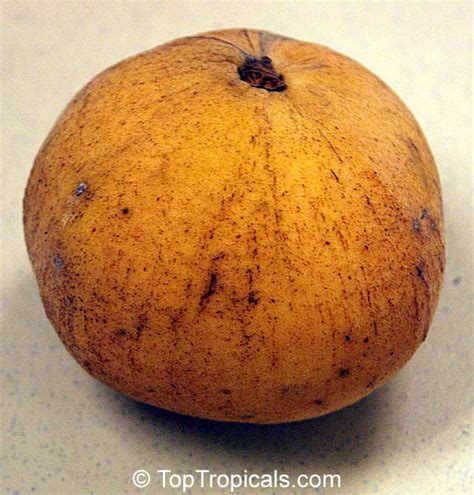 Santol - Sandoricum koetjape