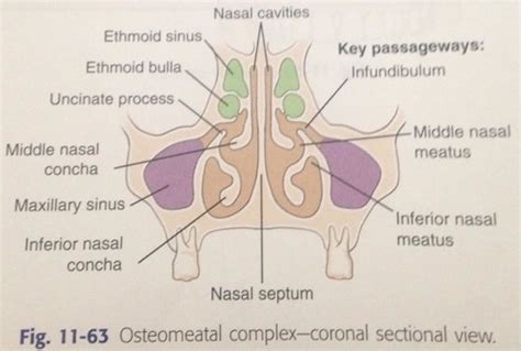 osteomeatal complex Flashcards | Quizlet