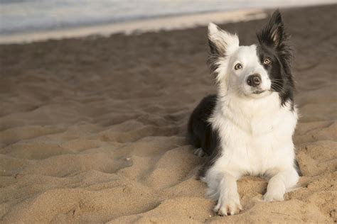 Border Collie Names | Popular Male and Female Names | Wag!