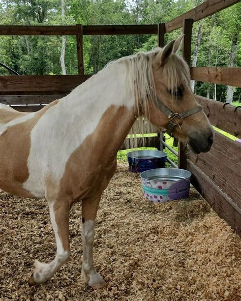 Charlie | Charlie, Horses, Rescue