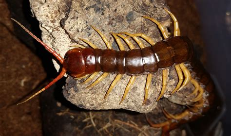 Scolopendra-subspinipes-for-sale