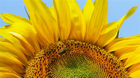 Bee on a Sunflower 1414543 Stock Video at Vecteezy