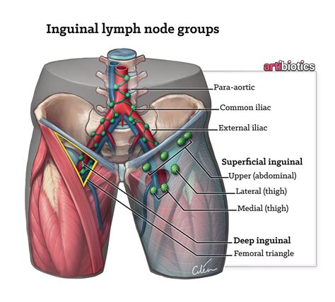 an image of the anatomy of the human body with labels on each side and ...