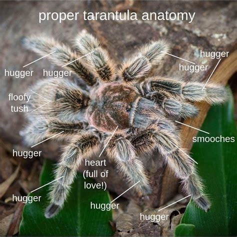 The real anatomy of Tarantulas. | Tarantula Forum