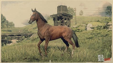 Thoroughbred | RDR2 Horse Breeds Coats, Locations & Stats