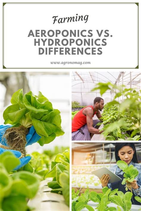 Aeroponics Vs. Hydroponics: These are the Main Differences in 2022 ...