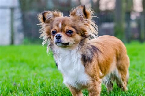 Everything You Need to Know About The Long Haired Chiweenie - AnimalFate