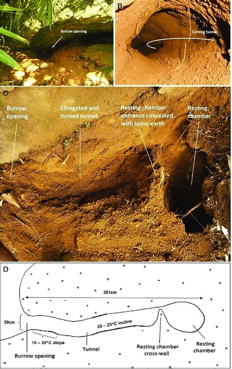 Resting burrow structure. A. Resting burrow located in association with ...