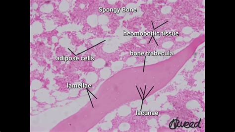 Spongy Bone Under Microscope