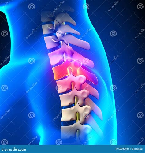 T2 Disc - Thoracic Spine Anatomy Stock Illustration - Illustration of ...