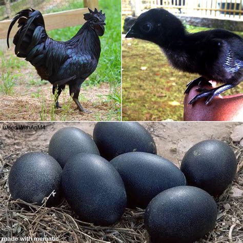 Ayam Cemani is an incredibly rare breed of chicken from Indonesia. Due ...