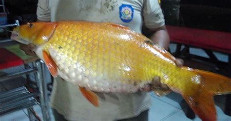 36+ Baru Gambar Ikan Mas Raksasa Danau Toba