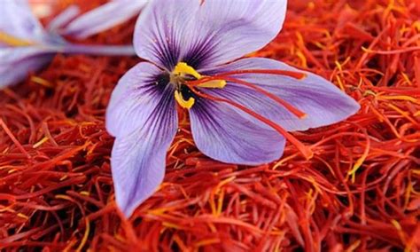 Saffron from Kashmir GI-tagged on sites both domestic and abroad