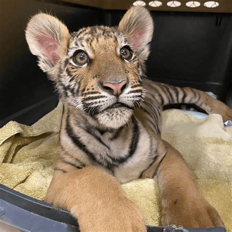 Tiger cub rescued from Phoenix home thrives at Southwest Wildlife