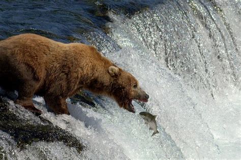 Katmai Brooks Falls Bear Experience 2024 - Homer