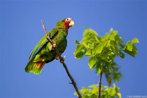 Grand Cayman Parrot | Will Burrard-Lucas