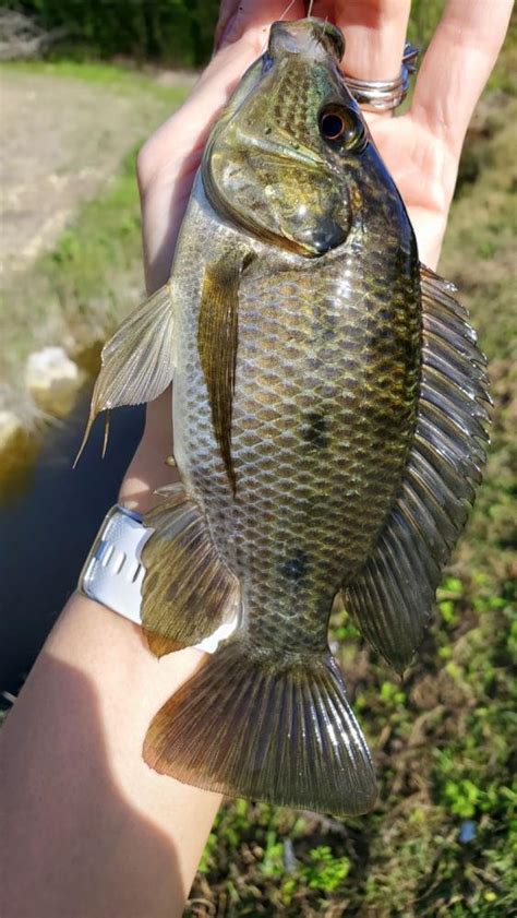 Tilapia, Mozambique Bama_Lia | www.roughfish.com