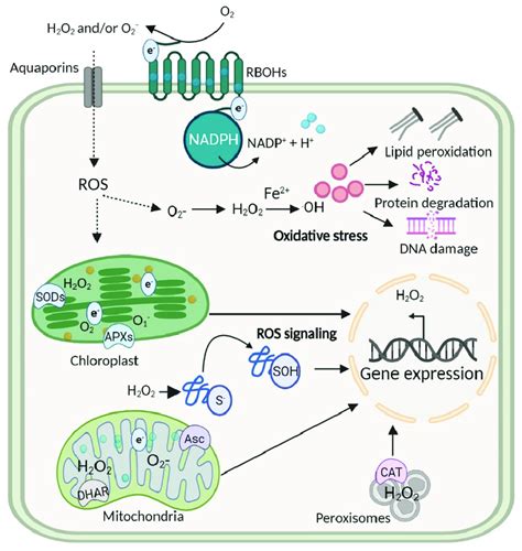 The oxidative stress signaling in plant cell compartments. ROS, such as ...