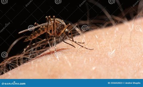 A Mosquito Drinks Blood on Human Skin. Stock Image - Image of health ...