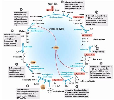 Simple Citric Acid Cycle Diagram