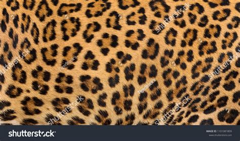 269,388 Animal fur texture Images, Stock Photos & Vectors | Shutterstock