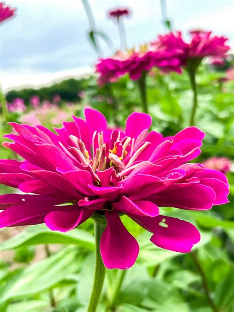 Beautiful Flower Farms in Texas for Flower Picking (2024) - VERY TRULY ...