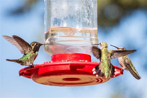 Hummingbird & Oriole Feeders