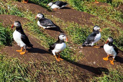 How to See the Puffins at Borgarfjörður Eystri, Iceland | Earth Trekkers